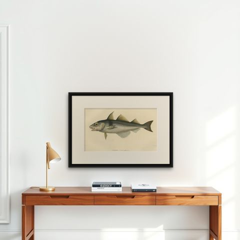 Antique Ichthyology Print, Haddock (L’Égrefin) from Gaimard Voyage, 1842, shown framed on a wall