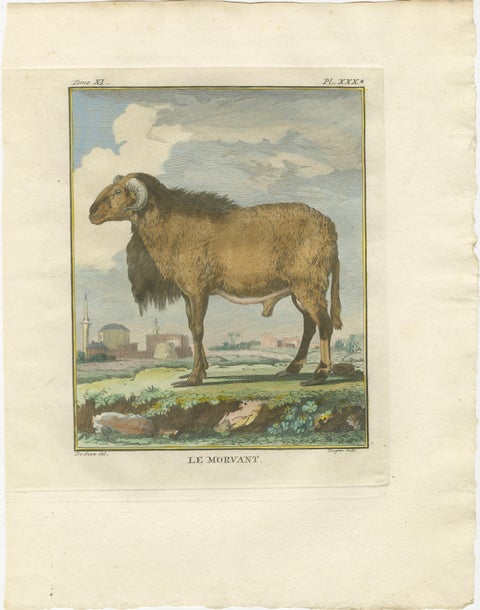 Elegant Morvant Ram Engraving, Buffon Amsterdam Edition 1769, view 2