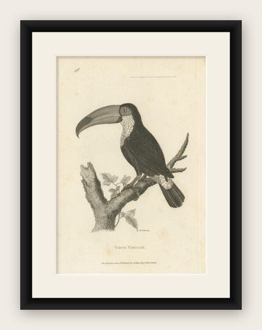 Popular Antique Bird Print of the Toco Toucan, 1811, shown framed