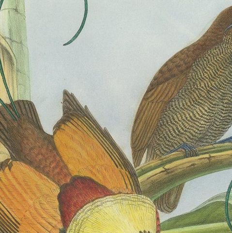 Antique Bird Print of Hunstein's Bird of Paradise by Gould, circa 1850, close-up 1