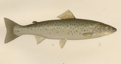 Scandinavian Atlantic Salmon Forms: Exquisite 19th Century Hand-Colored Print, close-up 3