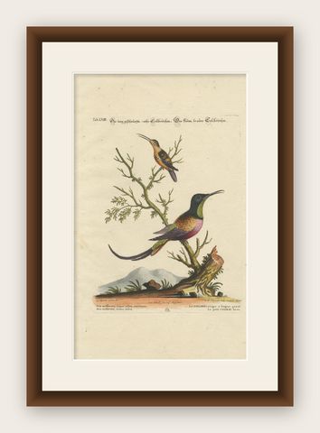 Large Red and Small Brown Hummingbirds Engraving by J.M. Seligmann, 18th Century, shown framed