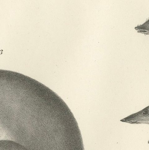 Rare 19th-Century Lithograph of Marsupials Showing the Potoroo and Kangaroo Rat, close-up 6