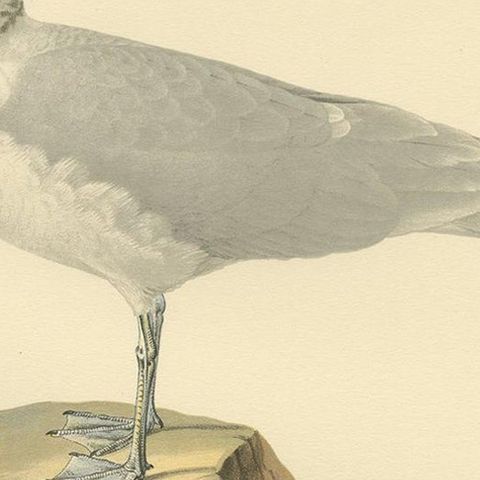 Antique Bird Print of the Common Gull 'Winter' by Von Wright '1929', close-up 2