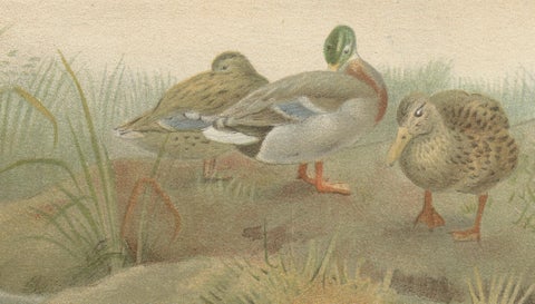Antique Wild Duck Print Mallard Ducks Wetland Scene Chromolithograph c.1895, close-up 4