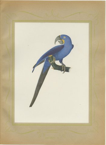 Hyacinth Macaw, Brazilian Bird Print, Descourtilz, 1944, view 2