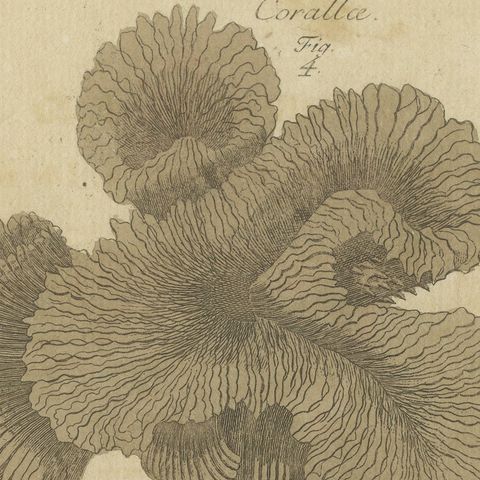 Original Antique Print of Four Corals by Bertuch, c. 1790, close-up 5