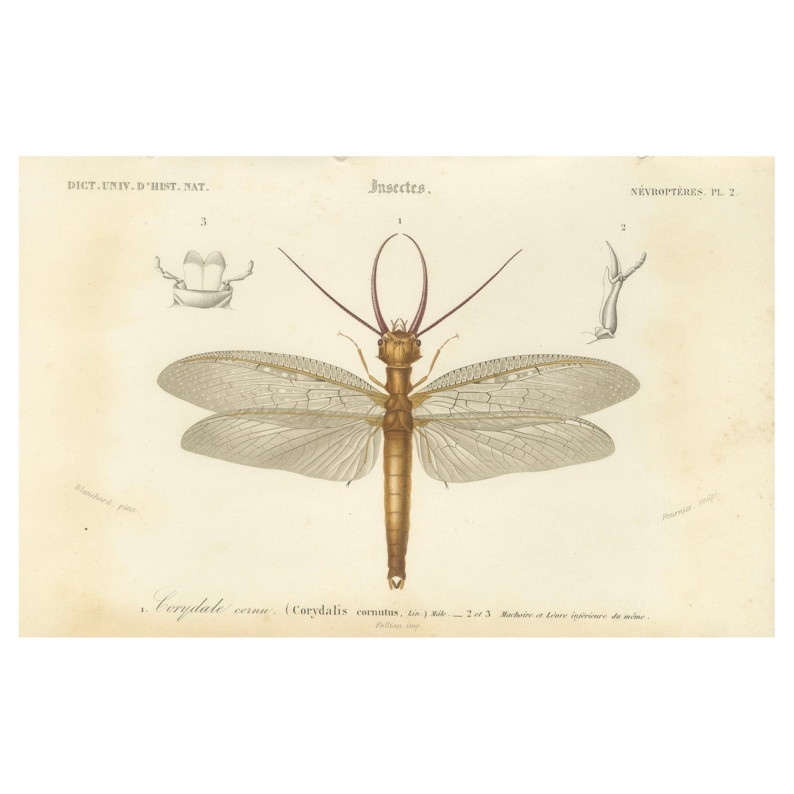 Antique Dragonfly Engraving, Corydale Cornu, French Neuropteres Print c.1800