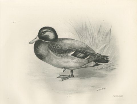 Mallard Drake by a Reed Bed, Plate CLXIX after Lilian Medland, c. 1909