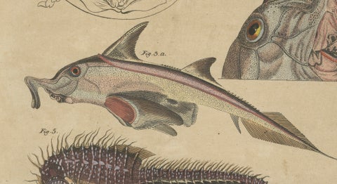 Antique Seahorse, Frilled Shark & Curious Fish Engraving, Bertuch, 1821, close-up 6