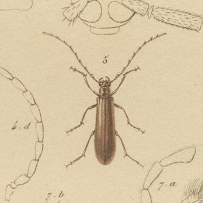 Original Antique Print of Various Beetles and Other Insects, 1834, close-up 2