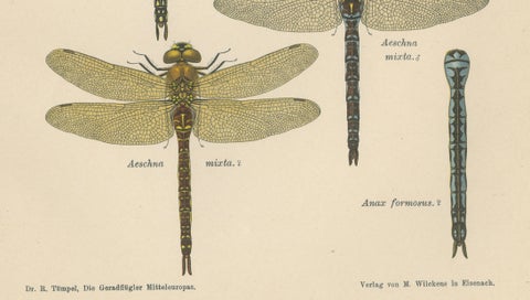 Dragonflies of Central Europe, Set of Three Color Lithographs, 1908, close-up 2