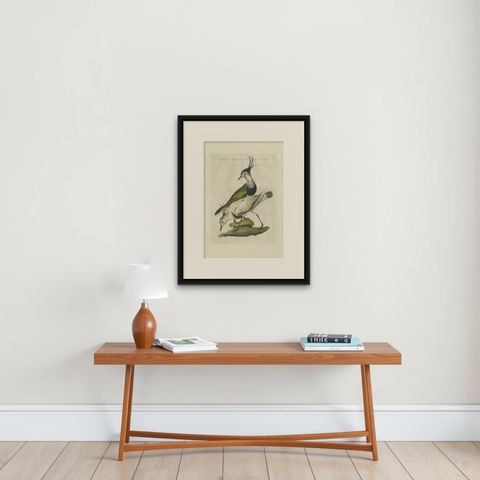 Tringa vanellus, Northern Lapwing (Kievit/Ljip) by Nozeman & Sepp, 1809, shown framed on a wall