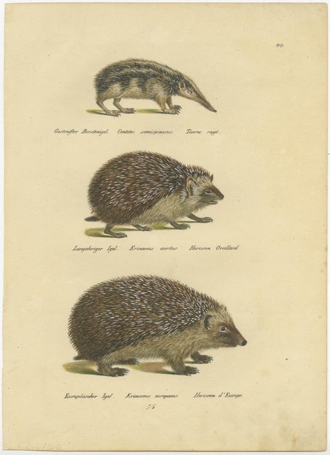 Antique Hand Colored Print of Three Hedgehog Species, view 2