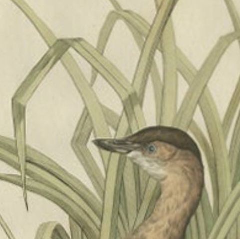 Antique Bird Print of the Little Grebe by Sepp & Nozeman, 1797, close-up 1