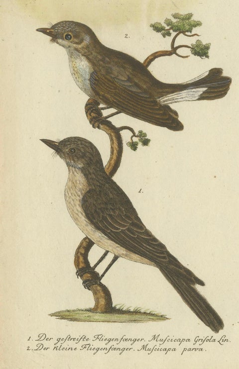 An 18th Century Study of Flycatchers and the Indian Cobra, 1780, close-up 6