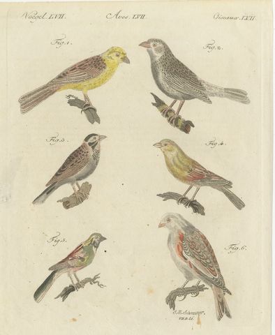 Yellowhammer, Ortolan and Buntings, Antique Bertuch Print, Vienna, circa 1805