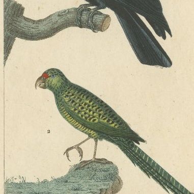Set of 3 Antique Bird Prints - Parrots - Passerines - Birds of Prey, circa 1820, close-up 1