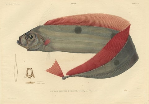 Rare Handcolored Fish Print of the Trachipterus trachypterus, a Ribbonfish, 1842, close-up 5