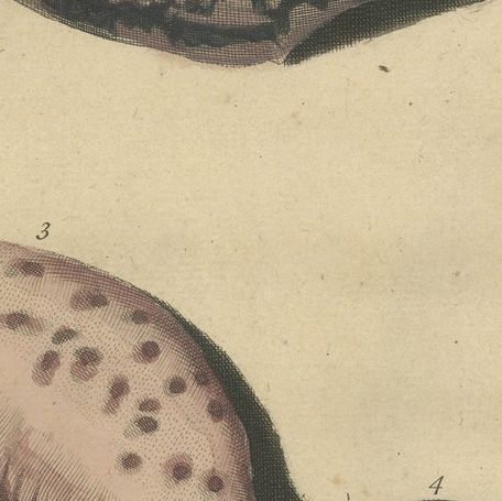 Colored Antique Print of various Sea Shells and Molluscs, close-up 1