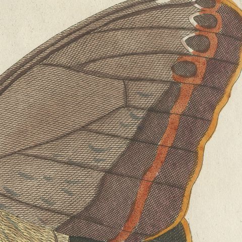 Owl Butterfly from Suriname, Antique Bertuch Print, Vienna, circa 1805, close-up 6