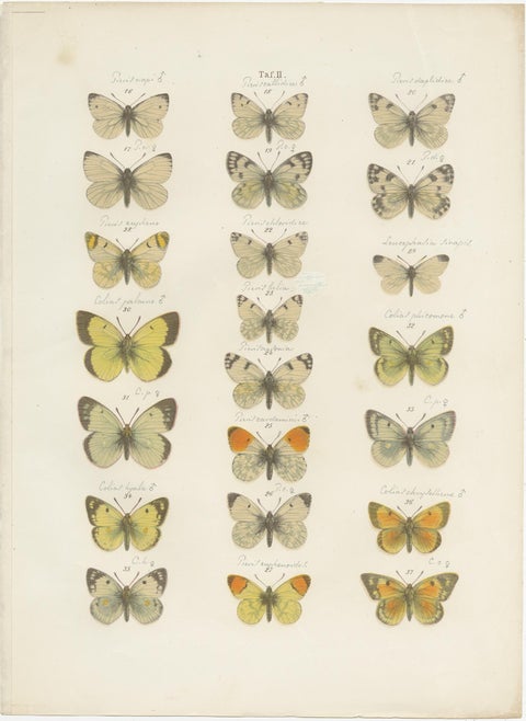 Set of 4 Antique Prints of Various Butterflies and Moths by Ramann, circa 1870, view 4