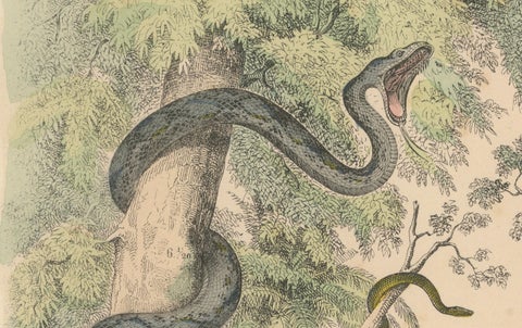 Snakes Print: Boa, Python, Viper, Coral Snake, Antique 1867, close-up 6