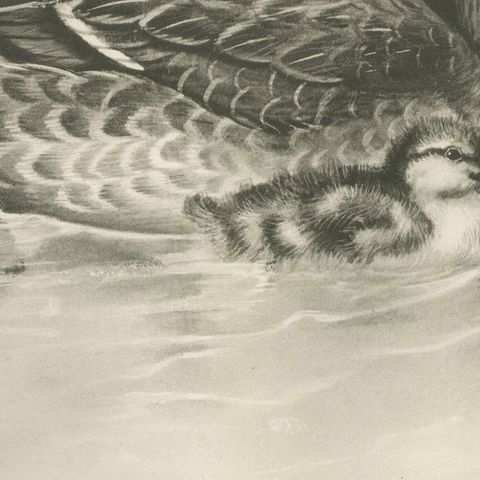 Duck and Duckling, Antique Bird Print after Lilian Medland, circa 1909, close-up 3