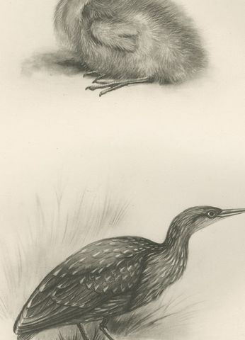 Young Night Heron, Antique Bird Print after Lilian Medland, circa 1909, close-up 1