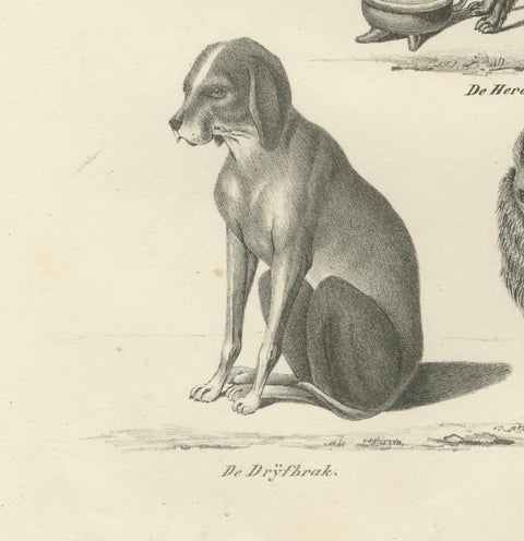 19th-Century Lithograph of Wild and Domestic Dogs, Including the Dingo and Spitz, close-up 1