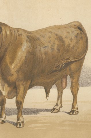 Baretonne Bull with Frontlet, French Cattle Chromolithograph, 1863, close-up 3