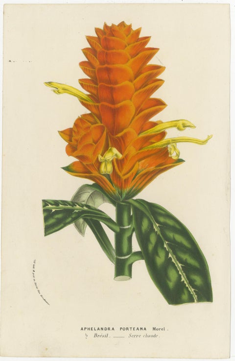 19th Century Botanical Lithograph of Aphelandra Porteana by Louis van Houtte, view 2