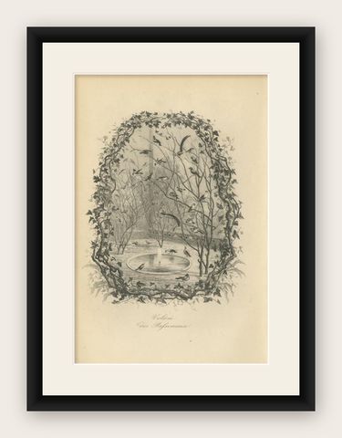 Antique Bird Print of an Aviary with Various Birds by Le Maout, 1853, shown framed