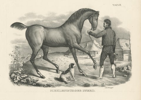 Original Antique Print of a Mecklenburger Horse, view 3