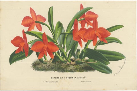 Vibrant Orchid and Clivia: A Botanical Duo from Van Houtte's Collection, c.1875, view 2