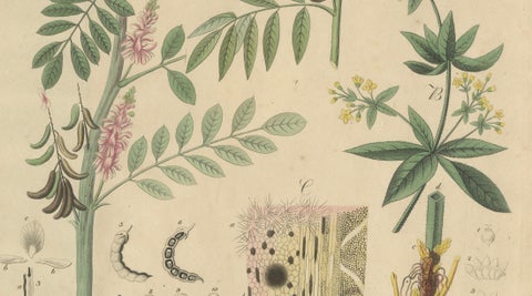 Antique Indigo & Madder Botanical Print, Indigofera & Rubia Tinctorum, c.1831, close-up 3