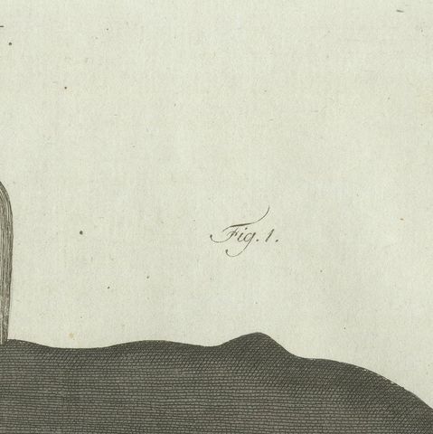 Original Antique Print of Two Sperm Whales by Bertuch, c. 1800, close-up 6