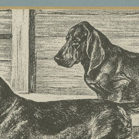 Dachshund Dog Illustration, Antique 1915 Print from Dogs of All Nations, close-up 5