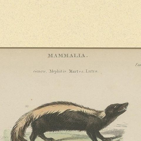 Pl. 10 Antique Print of a Skunk, Martin and Otter by Richardson 'circa 1860', close-up 1