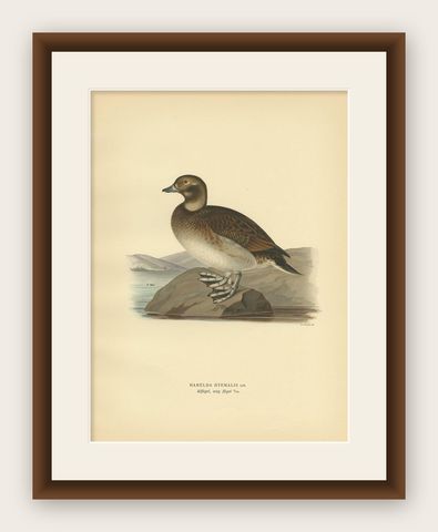 Antique Bird Print of a Young Female Long-Tailed Duck by Von Wright '1929', shown framed