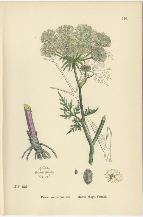 Four Antique English Botanical Herb Prints, Elegant Green Umbellifers, 1902, view 2