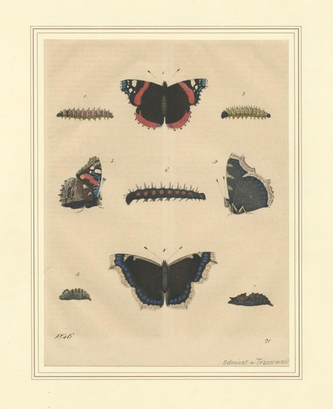 "Admiral Butterfly Lifecycle" - Hand-Colored Natural History Plate (1846), close-up 4