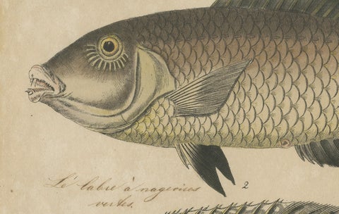 Two Species of Wrasse Fish, Hand-Colored Engraving, c.1780, close-up 2