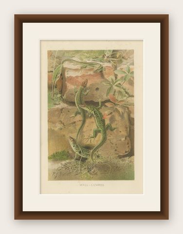 Wall Lizards, Antique Reptile Natural History Print by P.J. Smit, 1895, shown framed