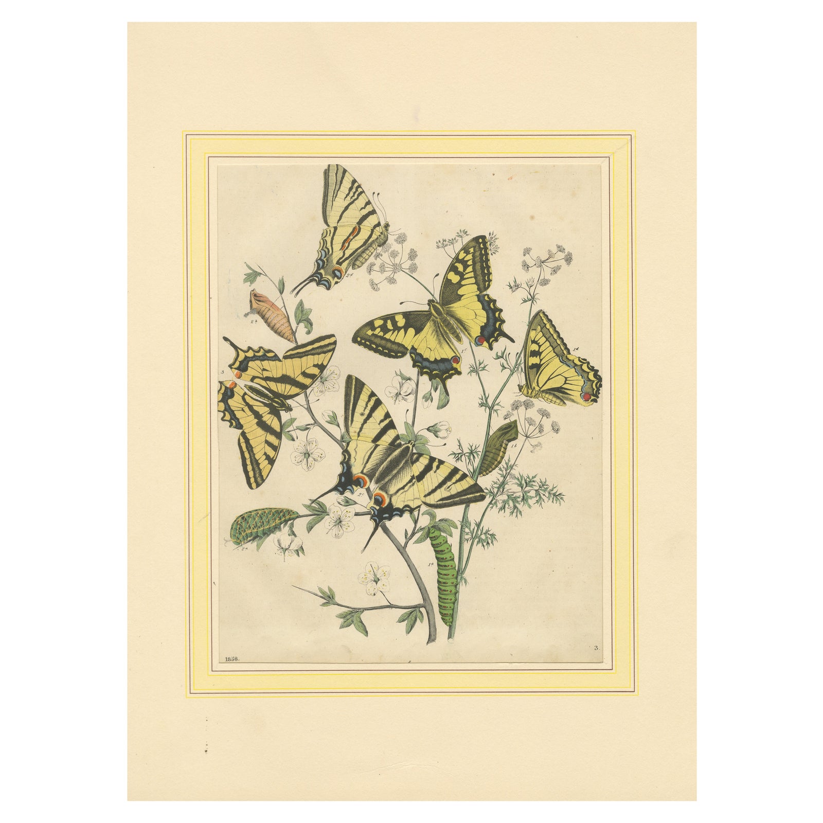 1856 Hand-Colored Lithograph of Swallowtail Butterflies and Caterpillars