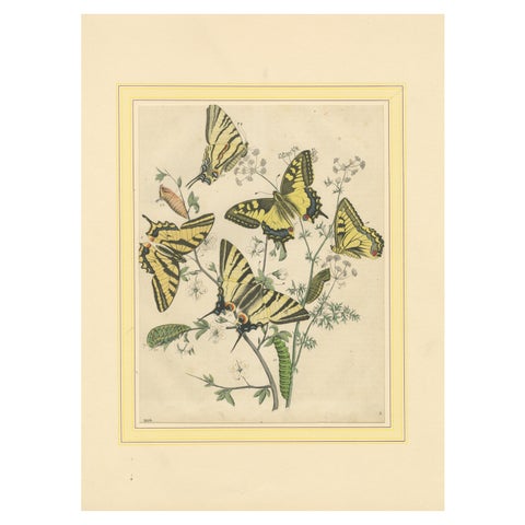 1856 Hand-Colored Lithograph of Swallowtail Butterflies and Caterpillars