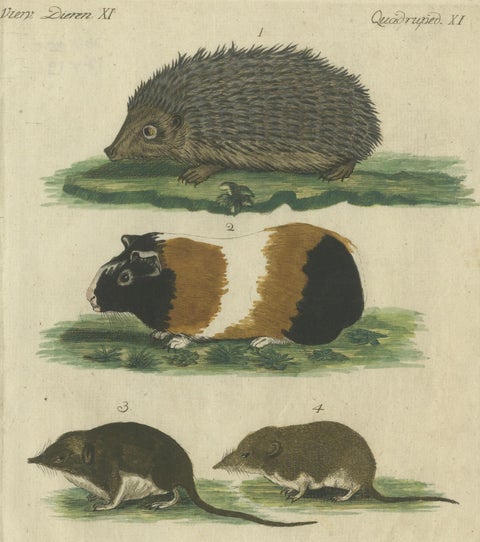 Hand Colored Antique Print of a Hedgehog, Guinea Pig and Two Mice, close-up 2