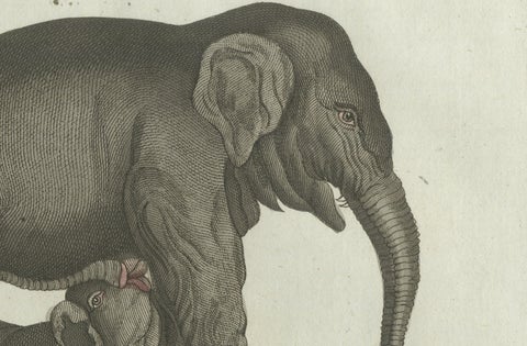 Original Antique Print of Elephant and Mysterious Sukotyro by Bertuch, c. 1800, close-up 2