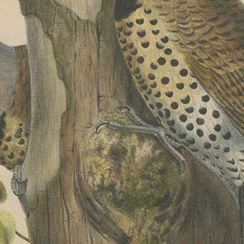 Large Old Bird Print Depicting Two Gilded Flickers, 1869, close-up 3