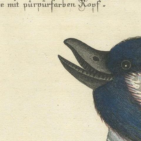 Hand-Colored Engraving of the Little Duck with a Purple Head by Seligmann, c1770, close-up 5